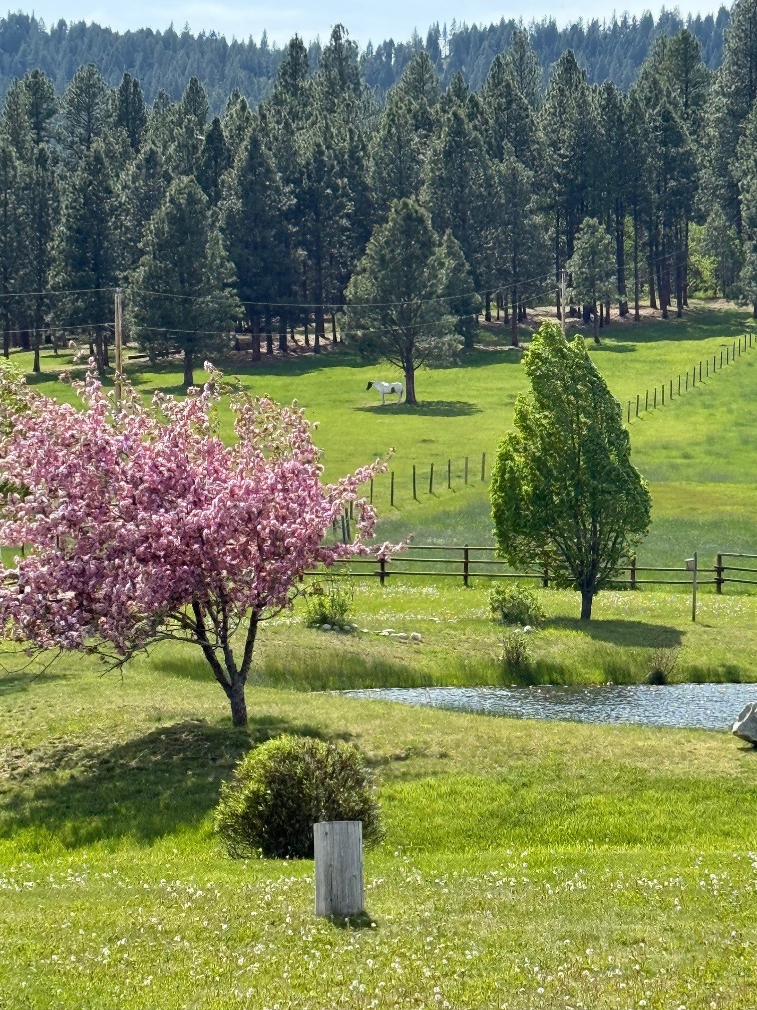 203 Hart Bench Road Darby, MT 59829 - Photo 50 of 56 Each spring, the property awakens with flowering trees and the lush green of the Bitterroot, offering a season of unparalleled beauty.