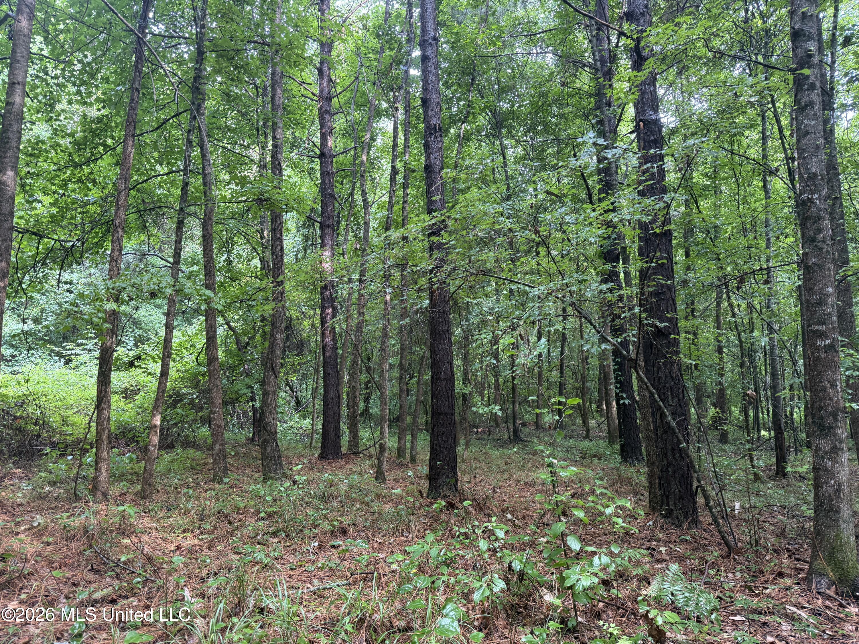 2136 Co Road McCool, MS 39108 - Photo 4 of 29 4 (1)