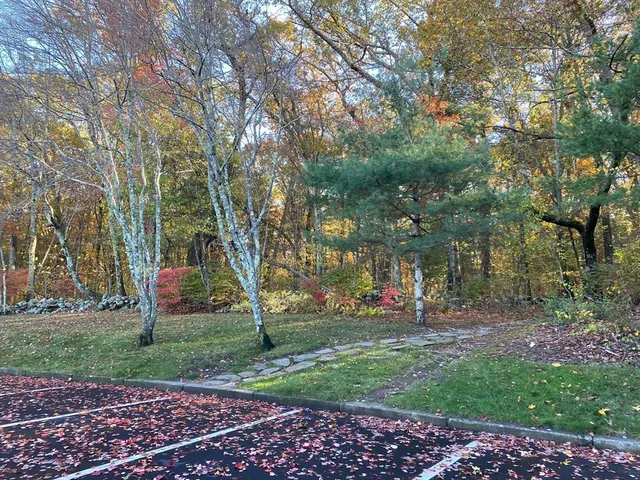 a close up of a tree