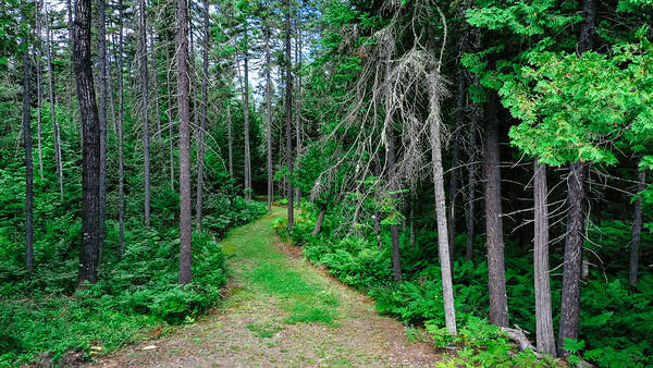 1 Patten Lane Stratton, ME 04982 - Photo 50 of 53 Magical Moments Photography-14-M