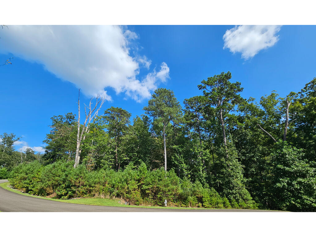 241 Carter Road, Unit 241 Ellijay, GA 30536 - Photo 11 of 19 Front expanded view of Lot, Wooded property with mature trees and natural foliage