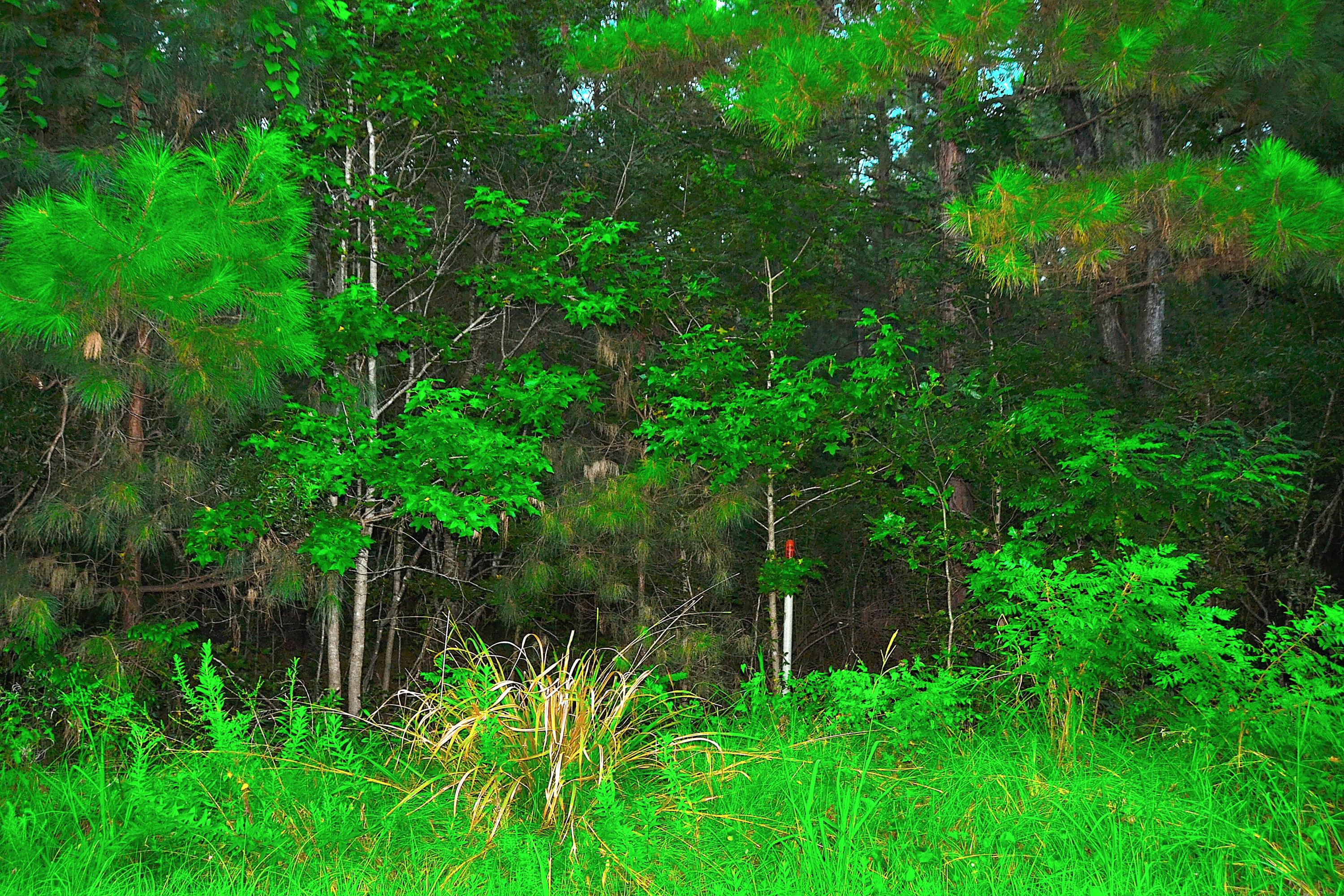 0 Anderson Road Adams Run, SC 29426 - Photo 2 of 2 Anderson Rd 1