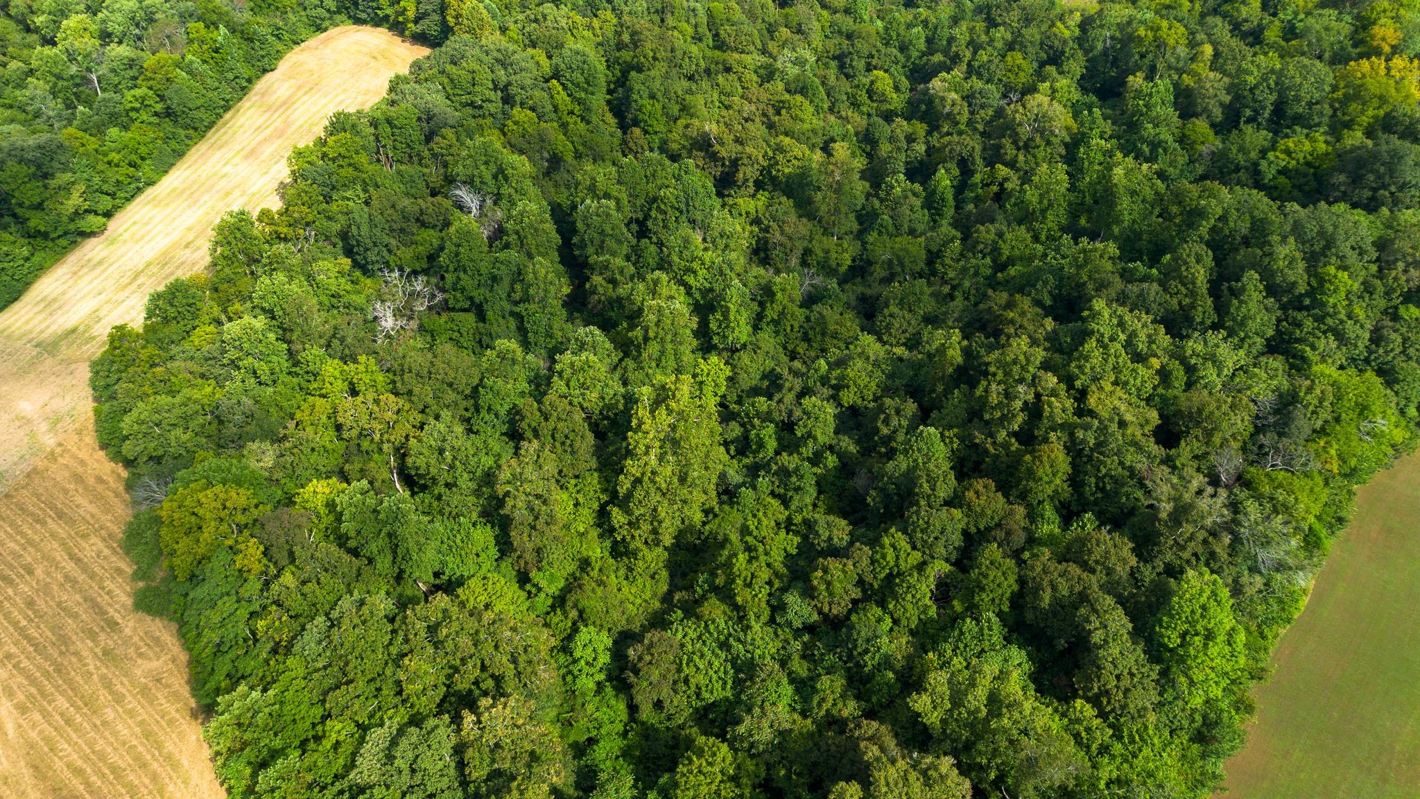 2332 Mobley Ridge Road Duck River, TN 38454 - Photo 17 of 22 a view of a bunch of trees