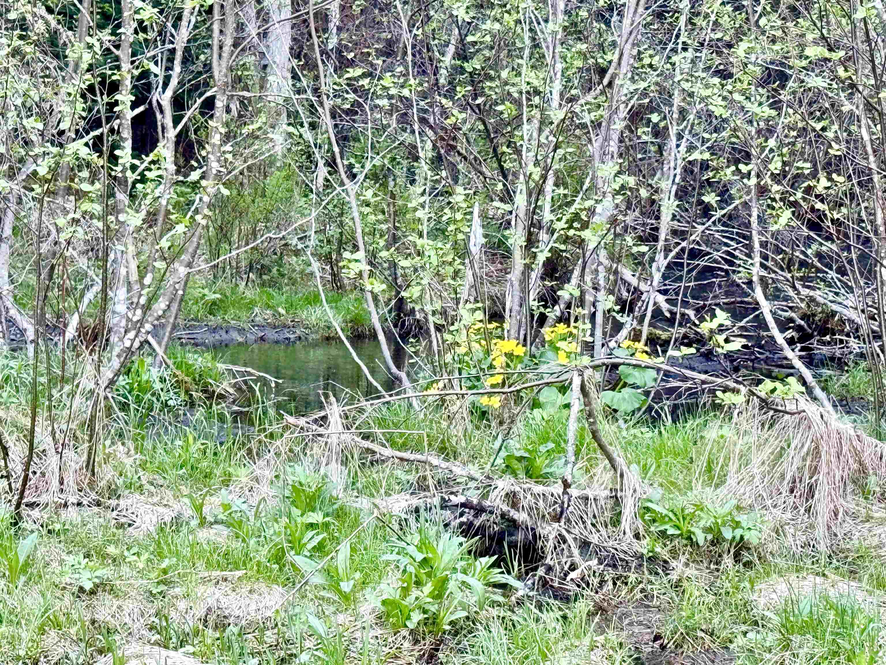 Lot 8 Gulch Brook Road Stewartstown, NH 03576 - Photo 14 of 22