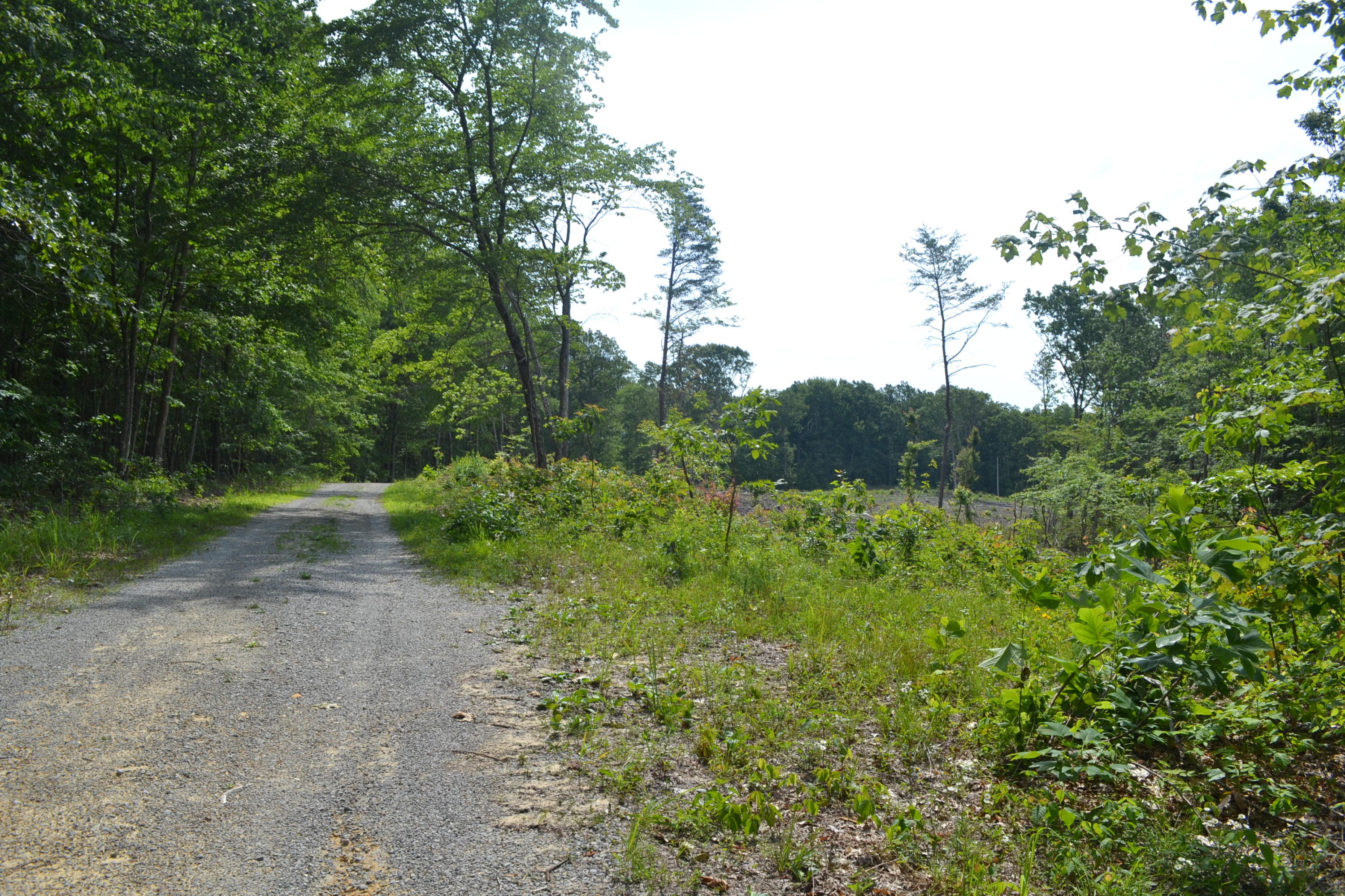21-ac Chestnut Ridge Road Spring City, TN 37381 - Photo 1 of 15 Hon 224 ac_2105Hon 224 ac