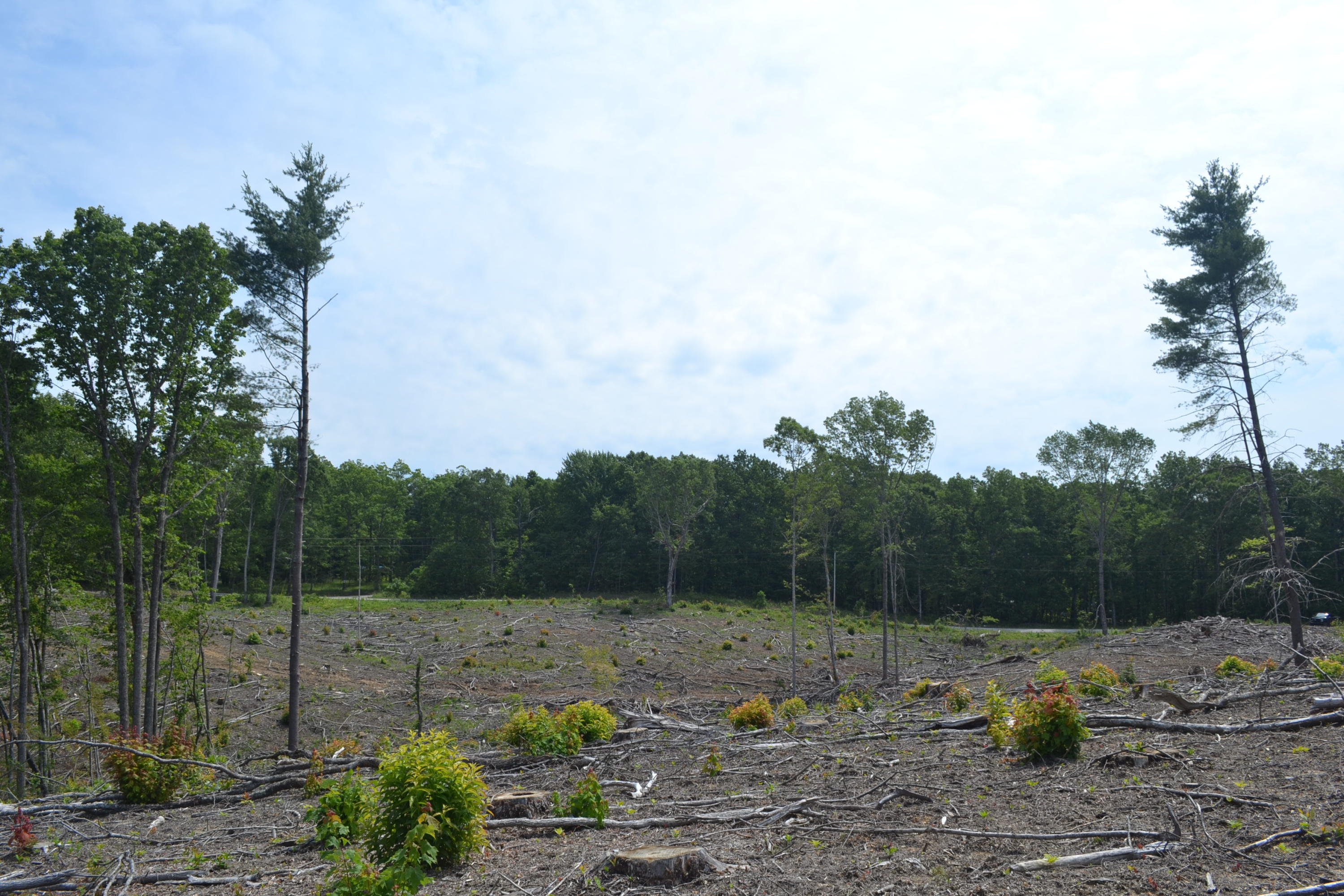 21-ac Chestnut Ridge Road Spring City, TN 37381 - Photo 13 of 15 Hon 224 ac_2137Hon 224 ac