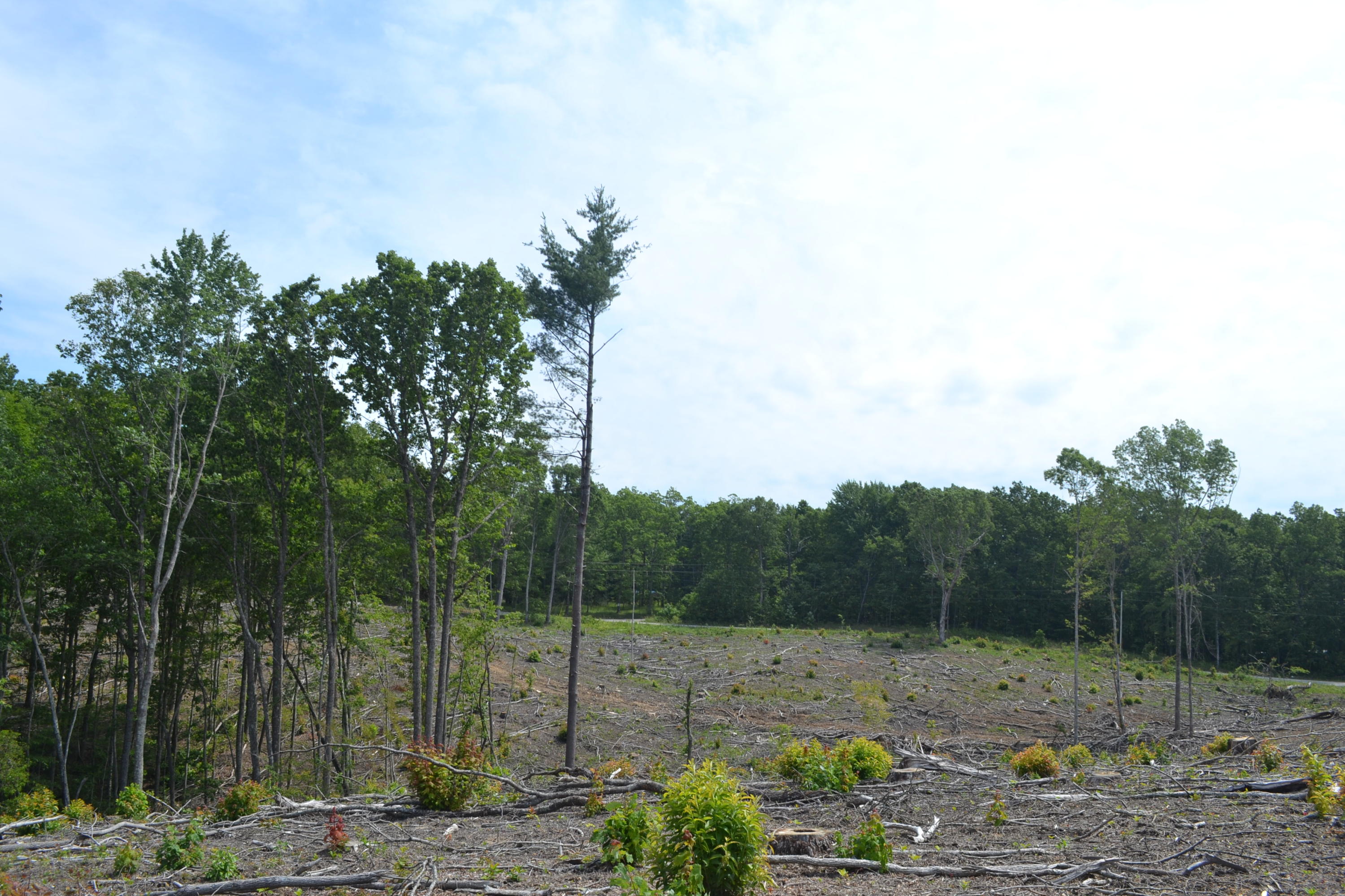 21-ac Chestnut Ridge Road Spring City, TN 37381 - Photo 14 of 15 Hon 224 ac_2138Hon 224 ac