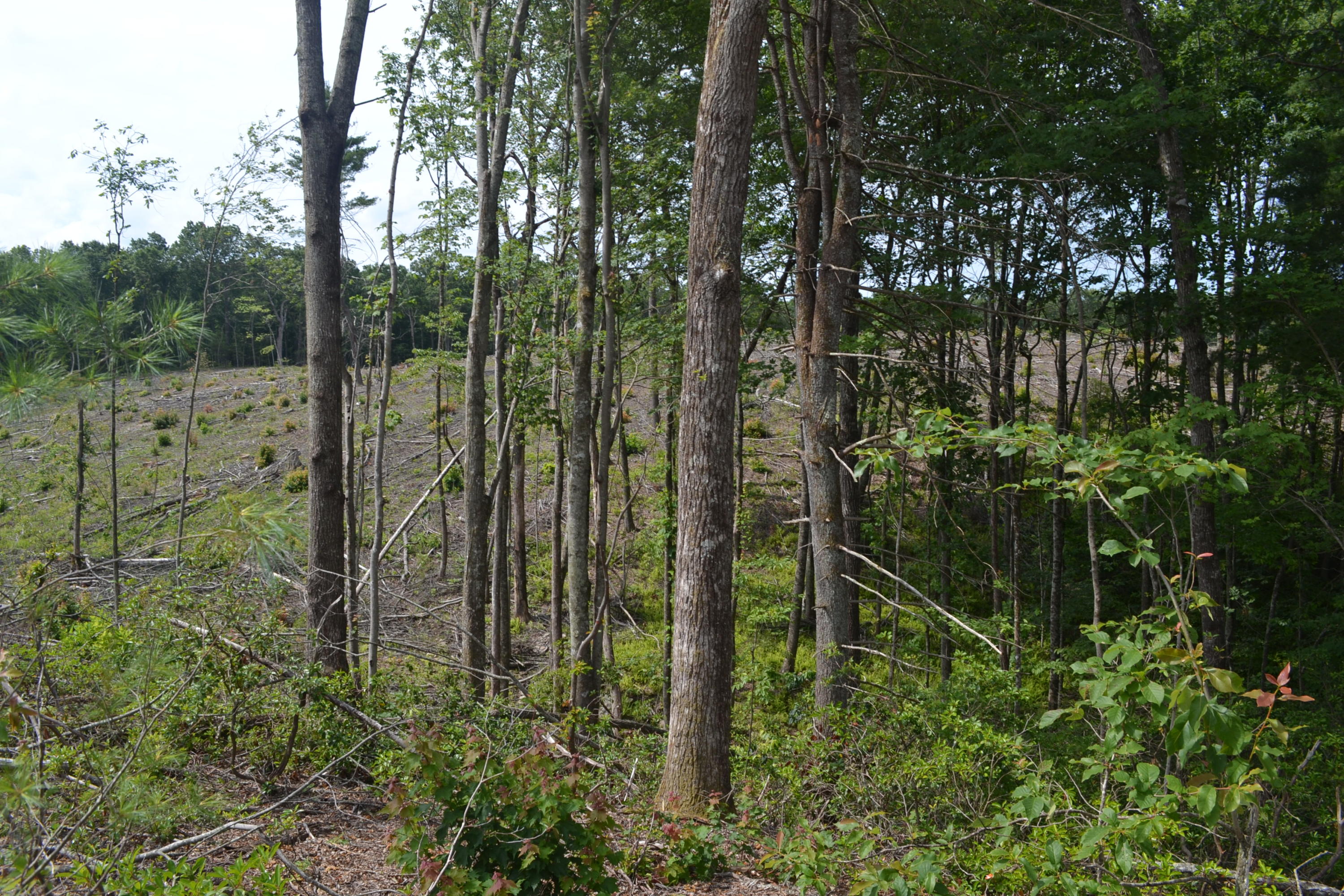 21-ac Chestnut Ridge Road Spring City, TN 37381 - Photo 2 of 15 Hon 224 ac_2113Hon 224 ac