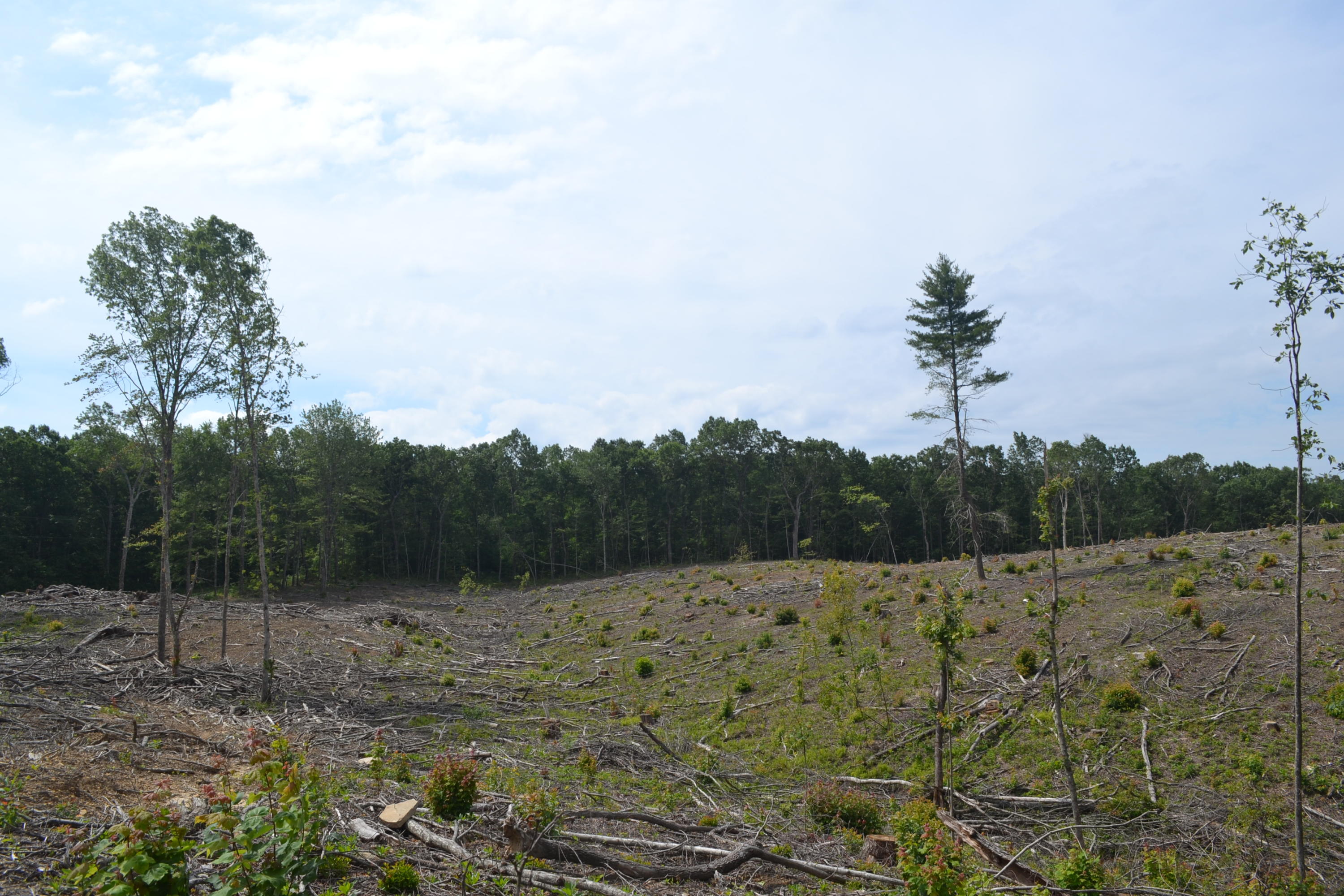 21-ac Chestnut Ridge Road Spring City, TN 37381 - Photo 3 of 15 Hon 224 ac_2114Hon 224 ac