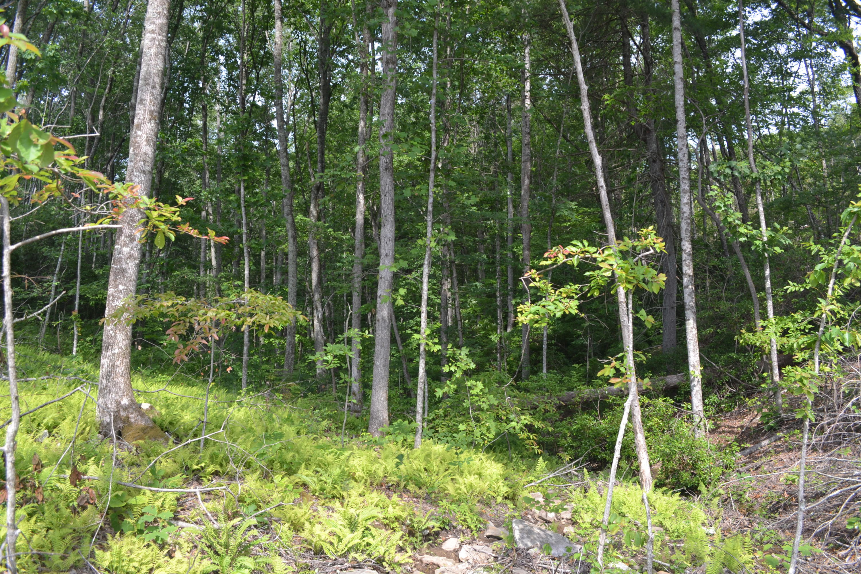 21-ac Chestnut Ridge Road Spring City, TN 37381 - Photo 5 of 15 Hon 224 ac_2115Hon 224 ac