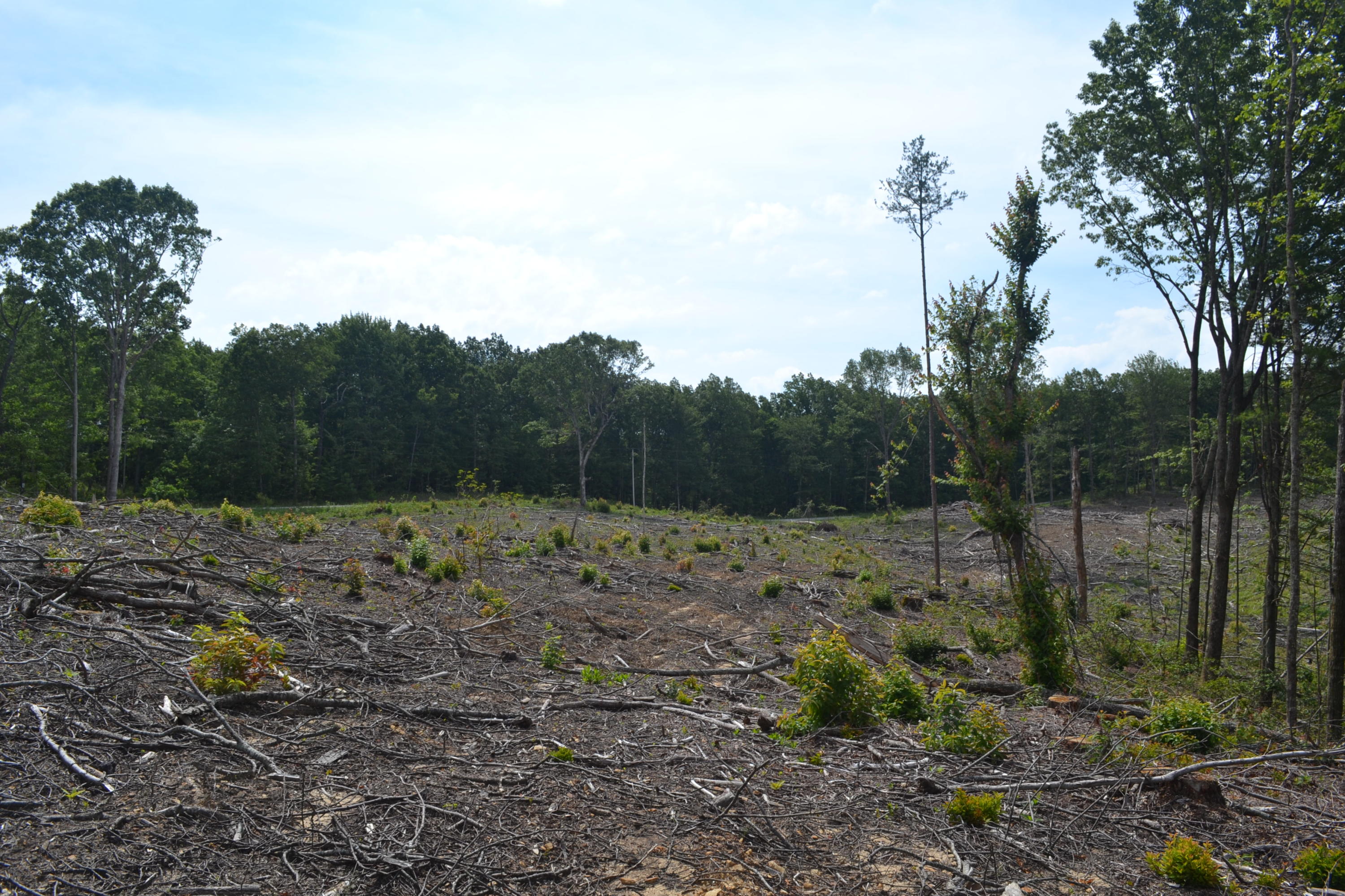 21-ac Chestnut Ridge Road Spring City, TN 37381 - Photo 7 of 15 Hon 224 ac_2110Hon 224 ac