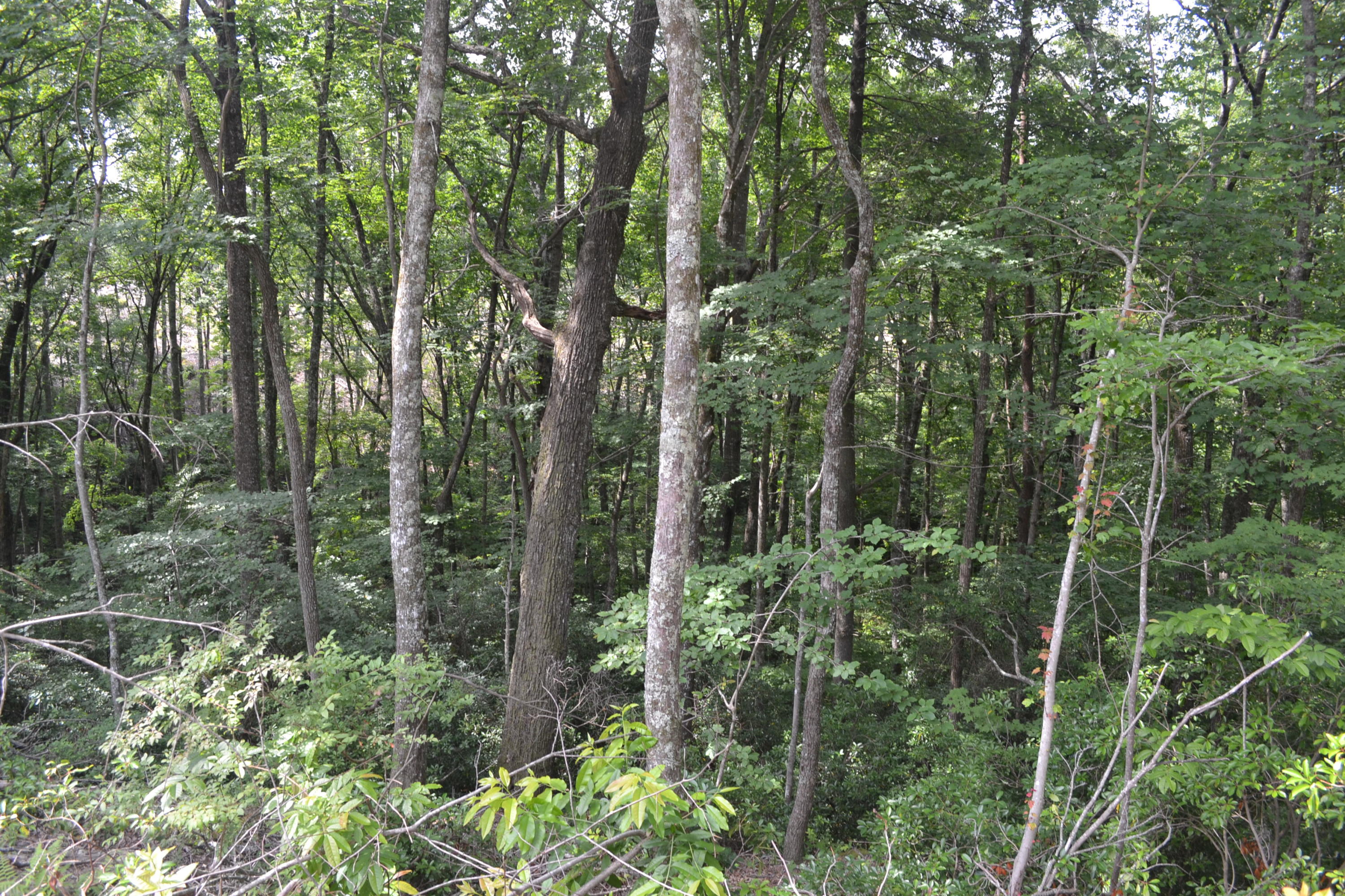 21-ac Chestnut Ridge Road Spring City, TN 37381 - Photo 8 of 15 Hon 224 ac_2106Hon 224 ac