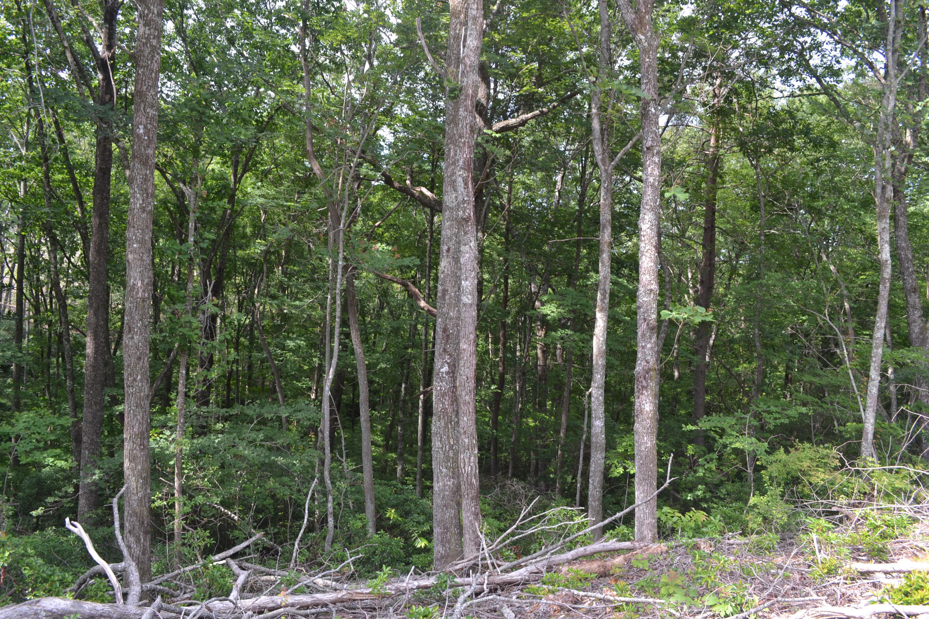 21-ac Chestnut Ridge Road Spring City, TN 37381 - Photo 10 of 15 Hon 224 ac_2107Hon 224 ac