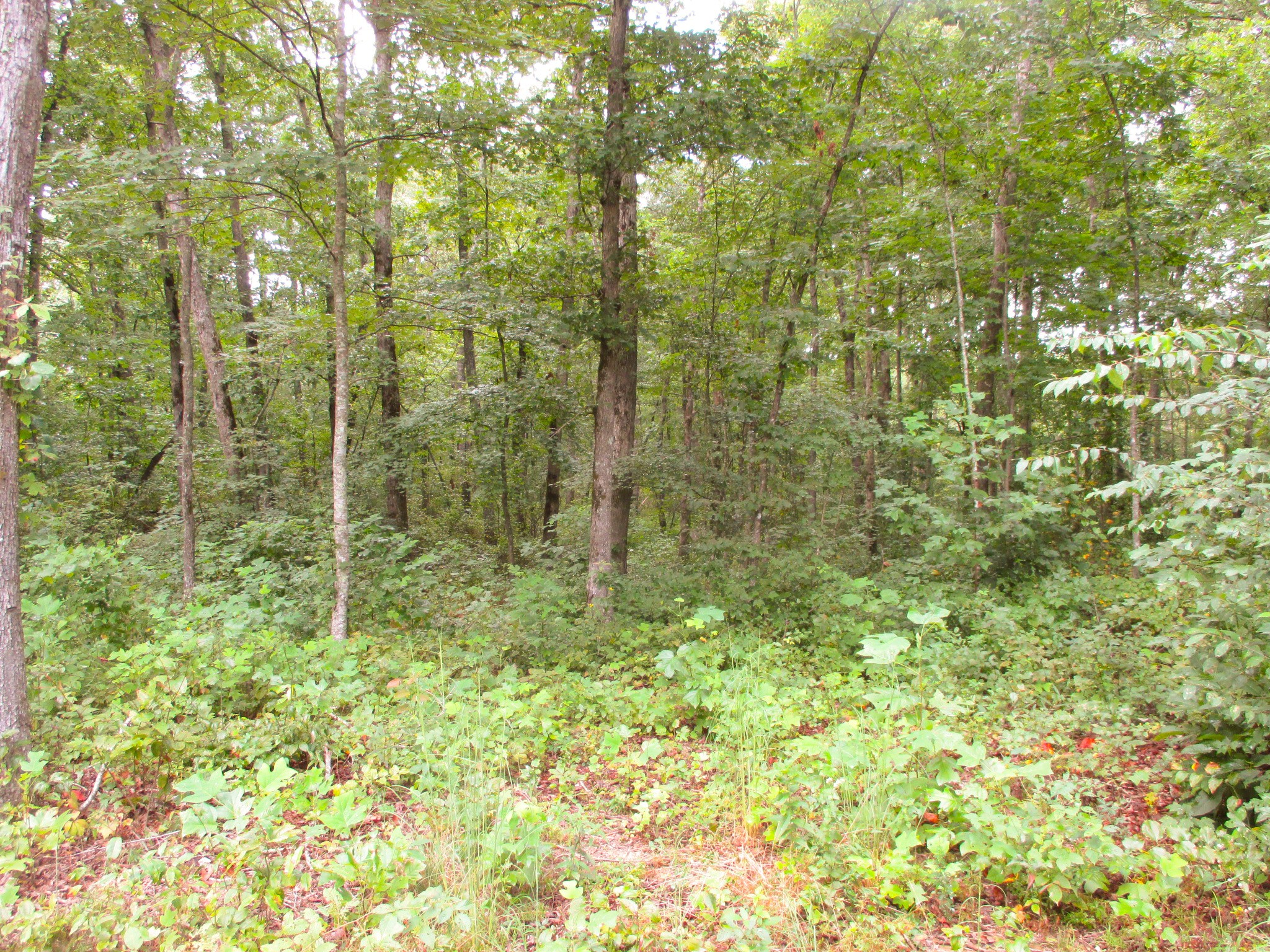 1039 Summerfield Road Monteagle, TN 37356 - Photo 33 of 37 Gallery Image 33
