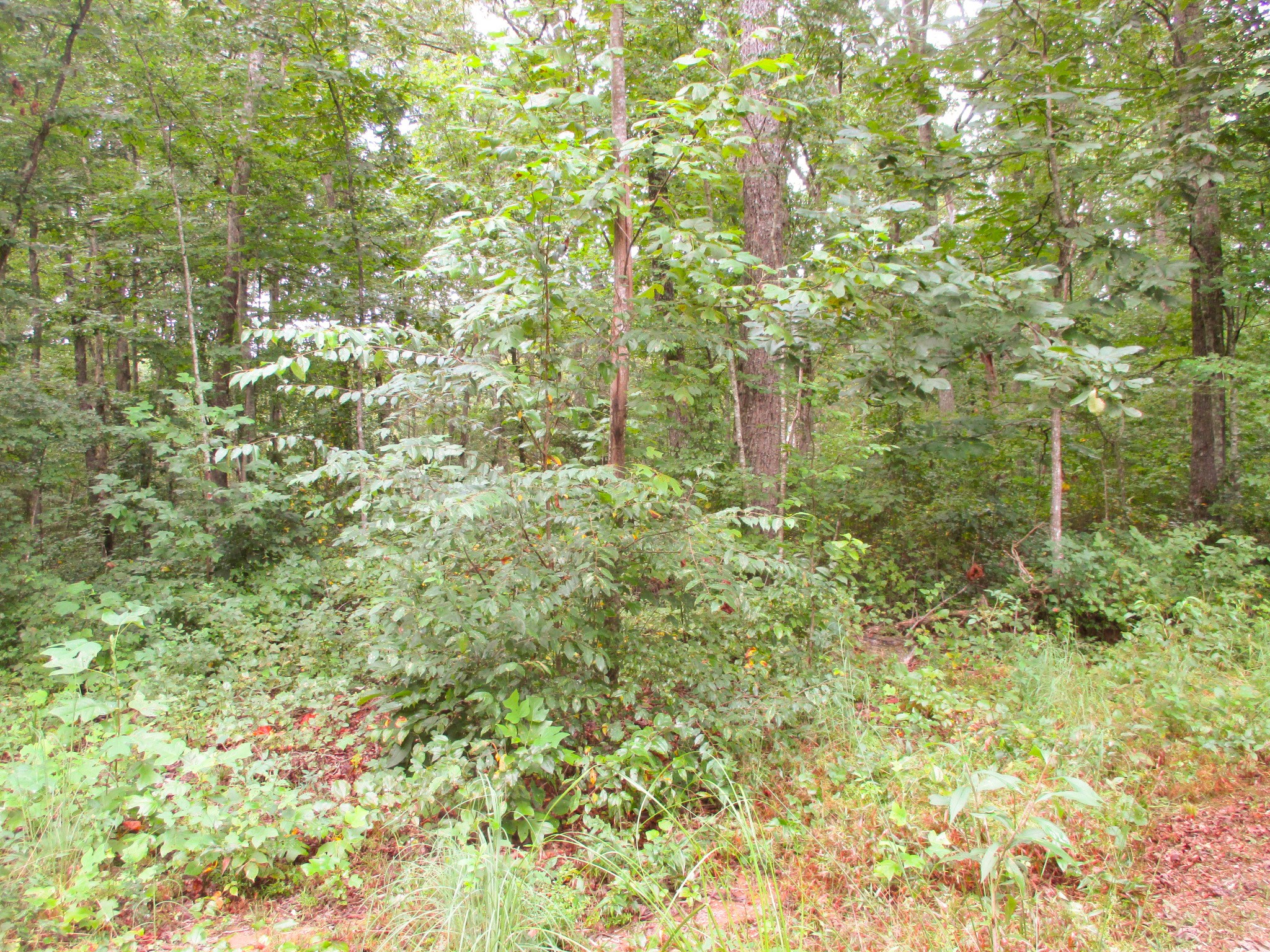 1039 Summerfield Road Monteagle, TN 37356 - Photo 34 of 37 Gallery Image 34