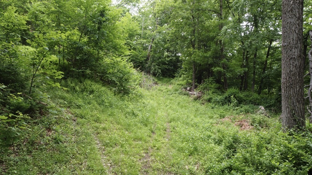 0 Huntington Road Russell, MA 01071 - Photo 5 of 36 a view of a lush green forest