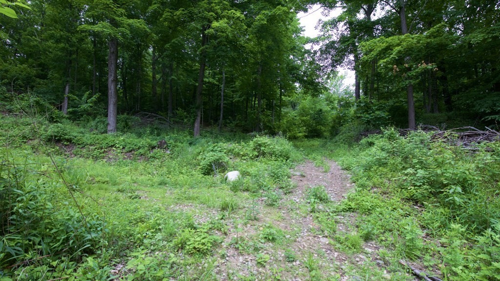 0 Huntington Road Russell, MA 01071 - Photo 6 of 36 a view of yard with green space
