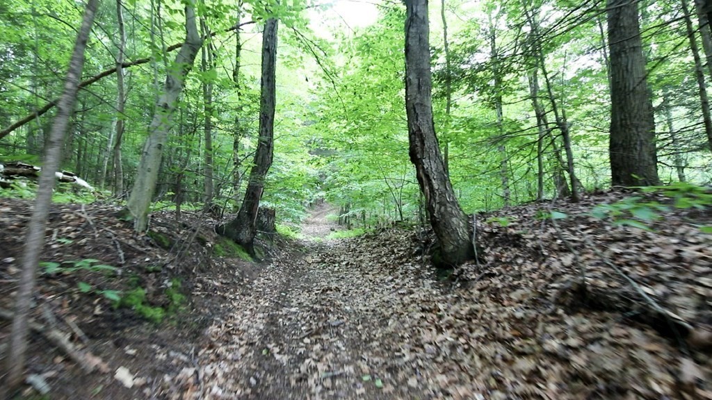 0 Huntington Road Russell, MA 01071 - Photo 8 of 36 a view of a lush green forest