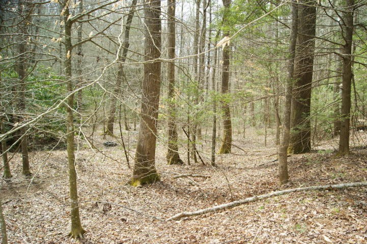 0 Pond Ridge Road, Unit 2 Tellico Plains, TN 37385 - Photo 3 of 10 Gallery Image 3