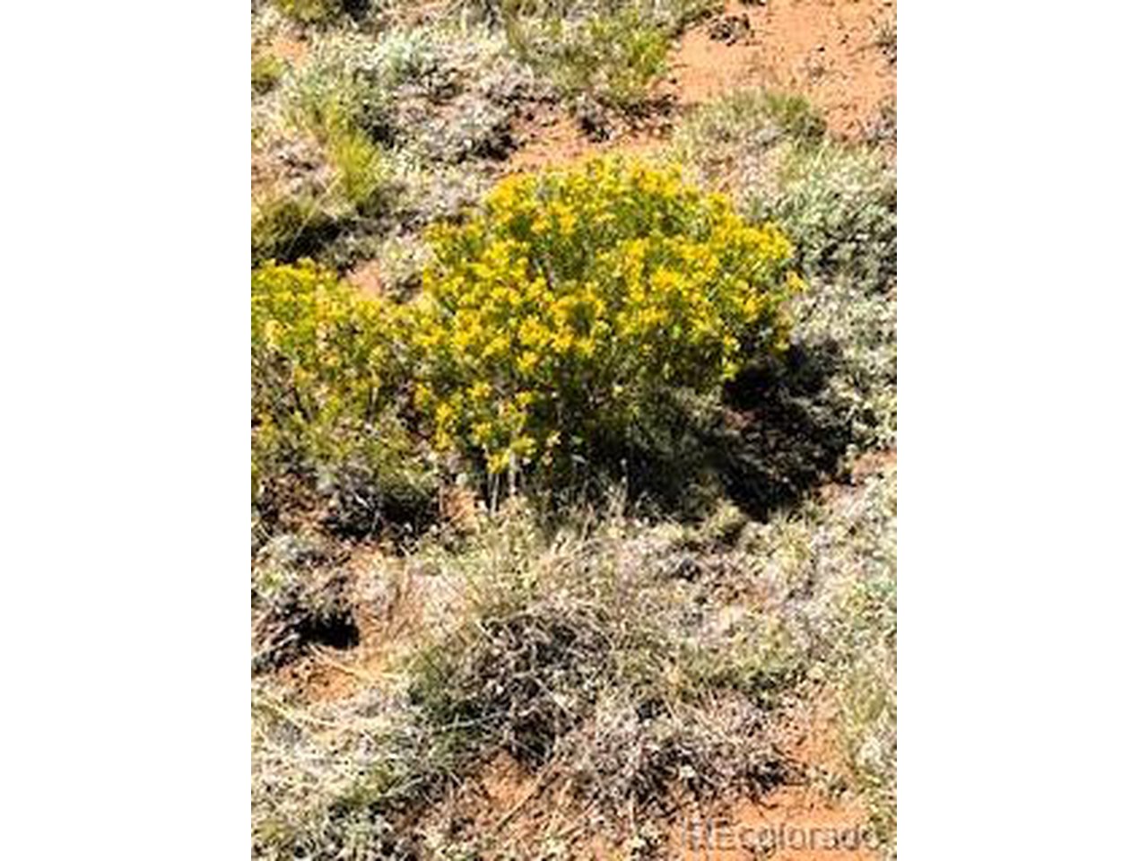 5556 Shavano Road Hartsel, CO 80449 - Photo 16 of 21 a view of a window