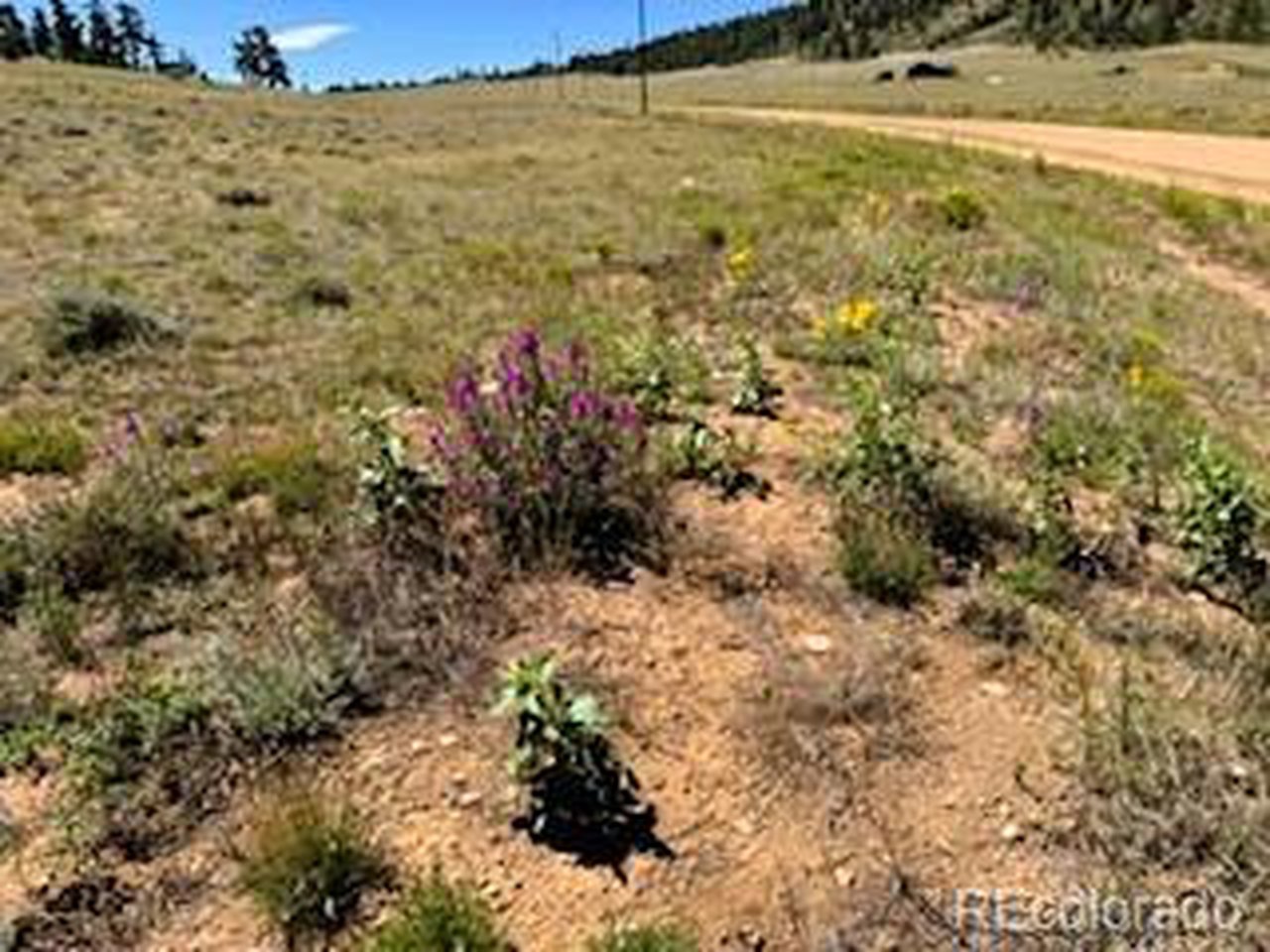 5556 Shavano Road Hartsel, CO 80449 - Photo 17 of 21 a view of a yard with a tree