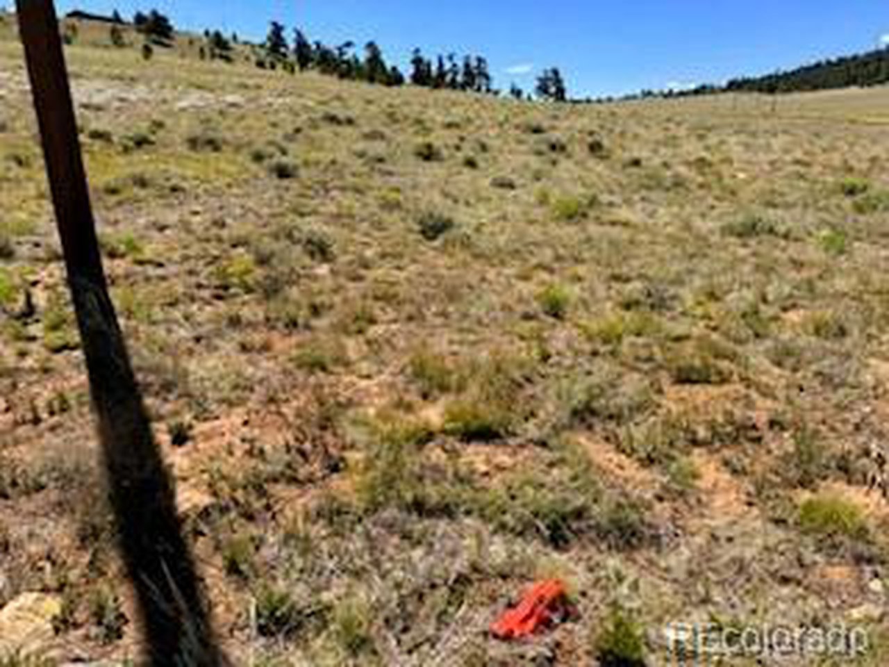 5556 Shavano Road Hartsel, CO 80449 - Photo 20 of 21 a view of a yard with a tree