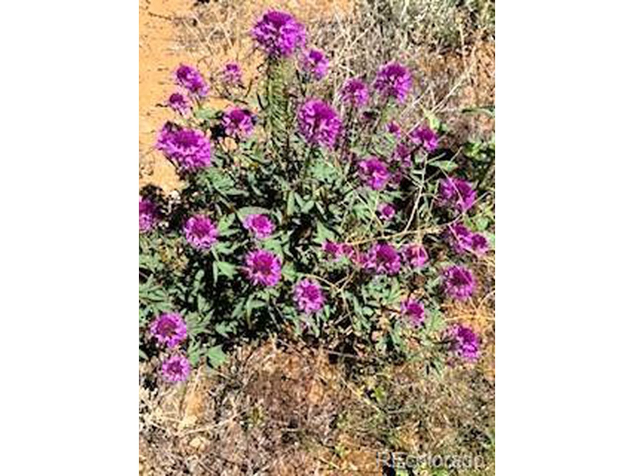 5556 Shavano Road Hartsel, CO 80449 - Photo 21 of 21