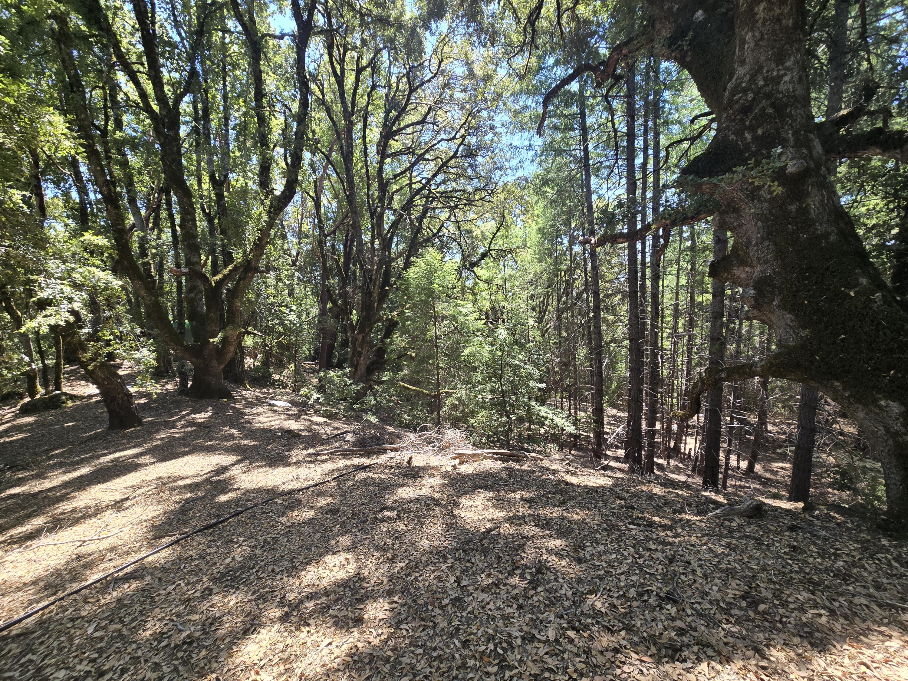 4800 Hansen Ranch Road Garberville, CA 95542 - Photo 14 of 23 a view of outdoor space and trees