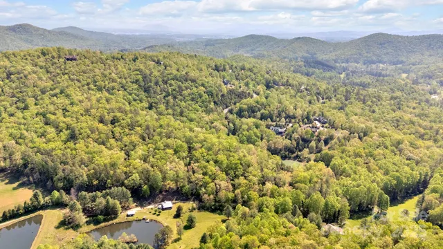 a view of a big yard with plants and large trees