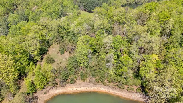 a view of a flowers in a garden
