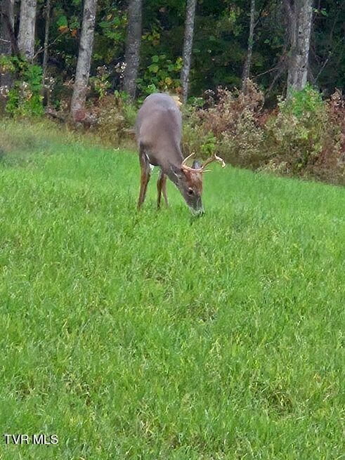 1965 Carterton Road Lebanon, VA 24266 - Photo 37 of 71 carterton2