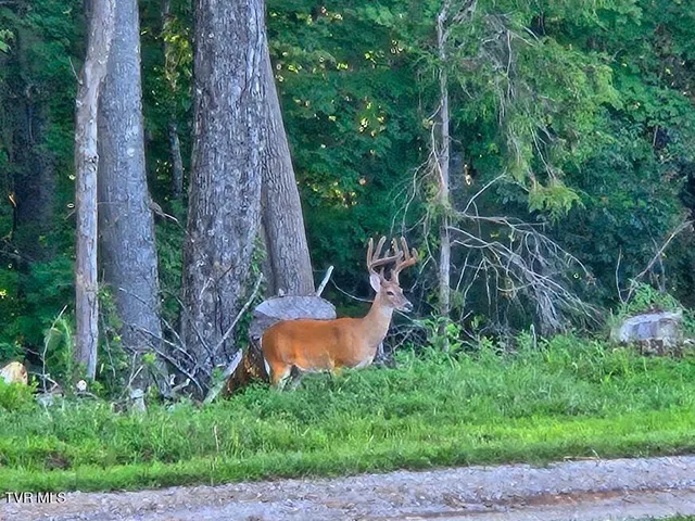 $649,000 | 1965 Carterton Road, Lebanon, VA 24266