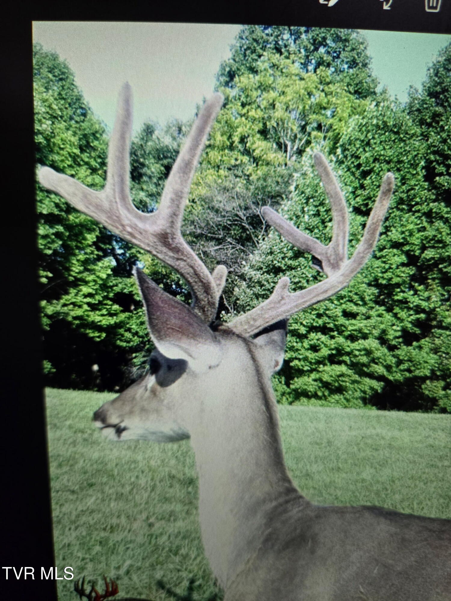 1965 Carterton Road Lebanon, VA 24266 - Photo 8 of 71 1350683811868955044 (1)