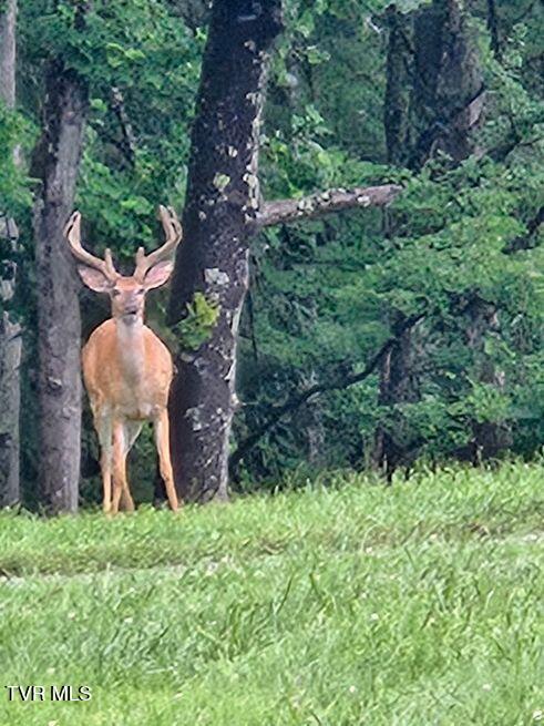 1965 Carterton Road Lebanon, VA 24266 - Photo 9 of 71 carterton3