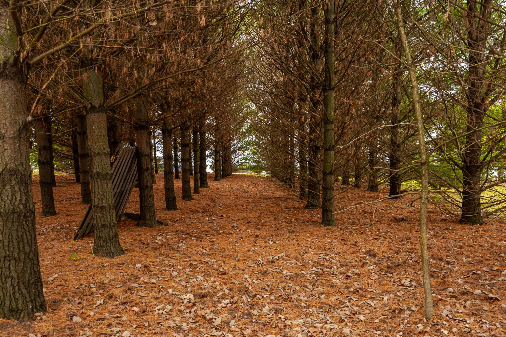 8022 West Offner Road Peotone, IL 60468 - Photo 13 of 42 a view of park with trees