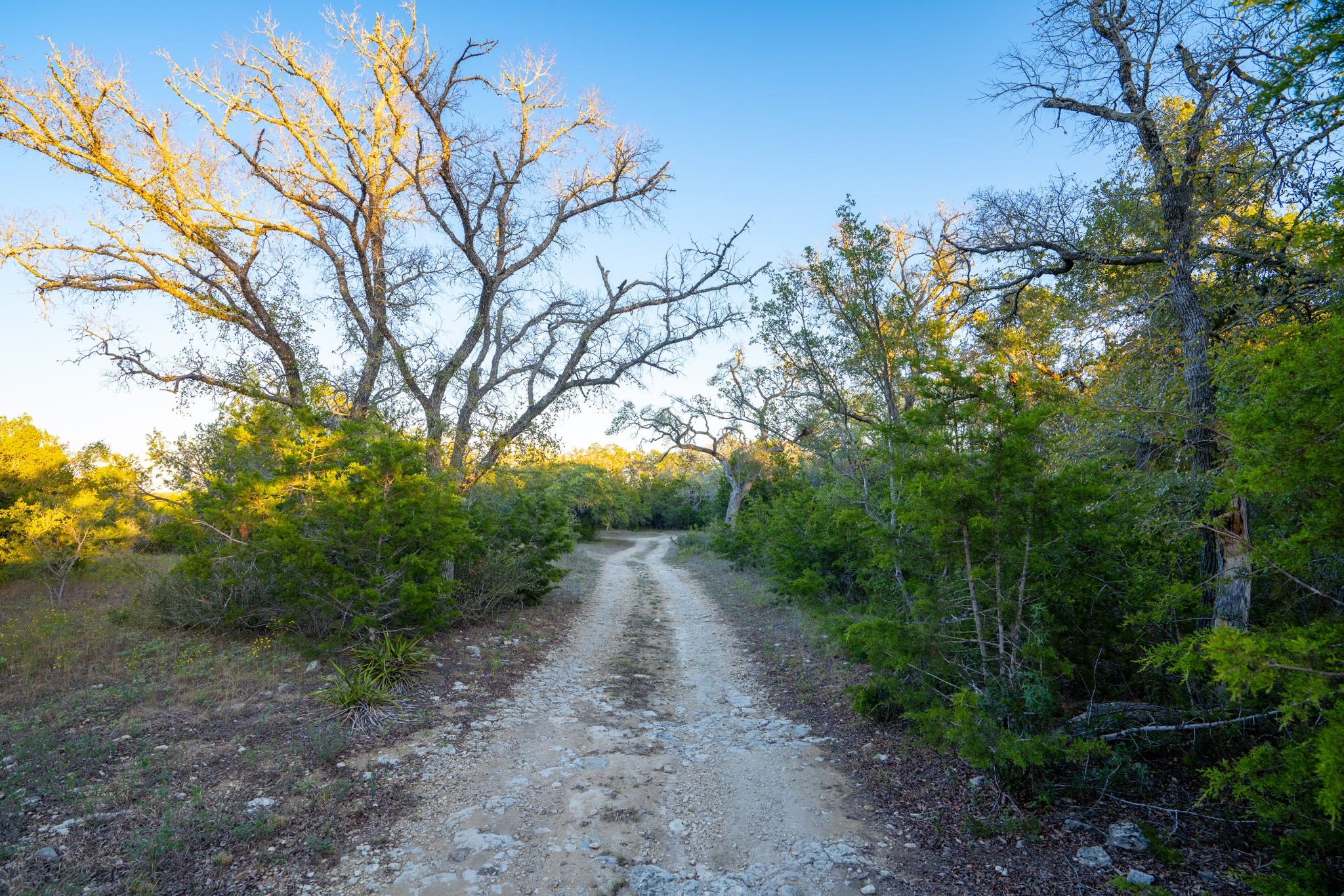12737 Silver Creek Road Dripping Springs, TX 78620 - Photo 26 of 36 a backyard of a house with lots of green space