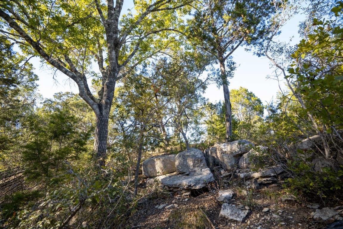 12737 Silver Creek Road Dripping Springs, TX 78620 - Photo 33 of 36 a view of a tree in a forest