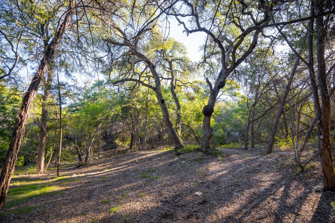 12737 Silver Creek Road Dripping Springs, TX 78620 - Photo 36 of 36 a view of a tree in the middle of a yard