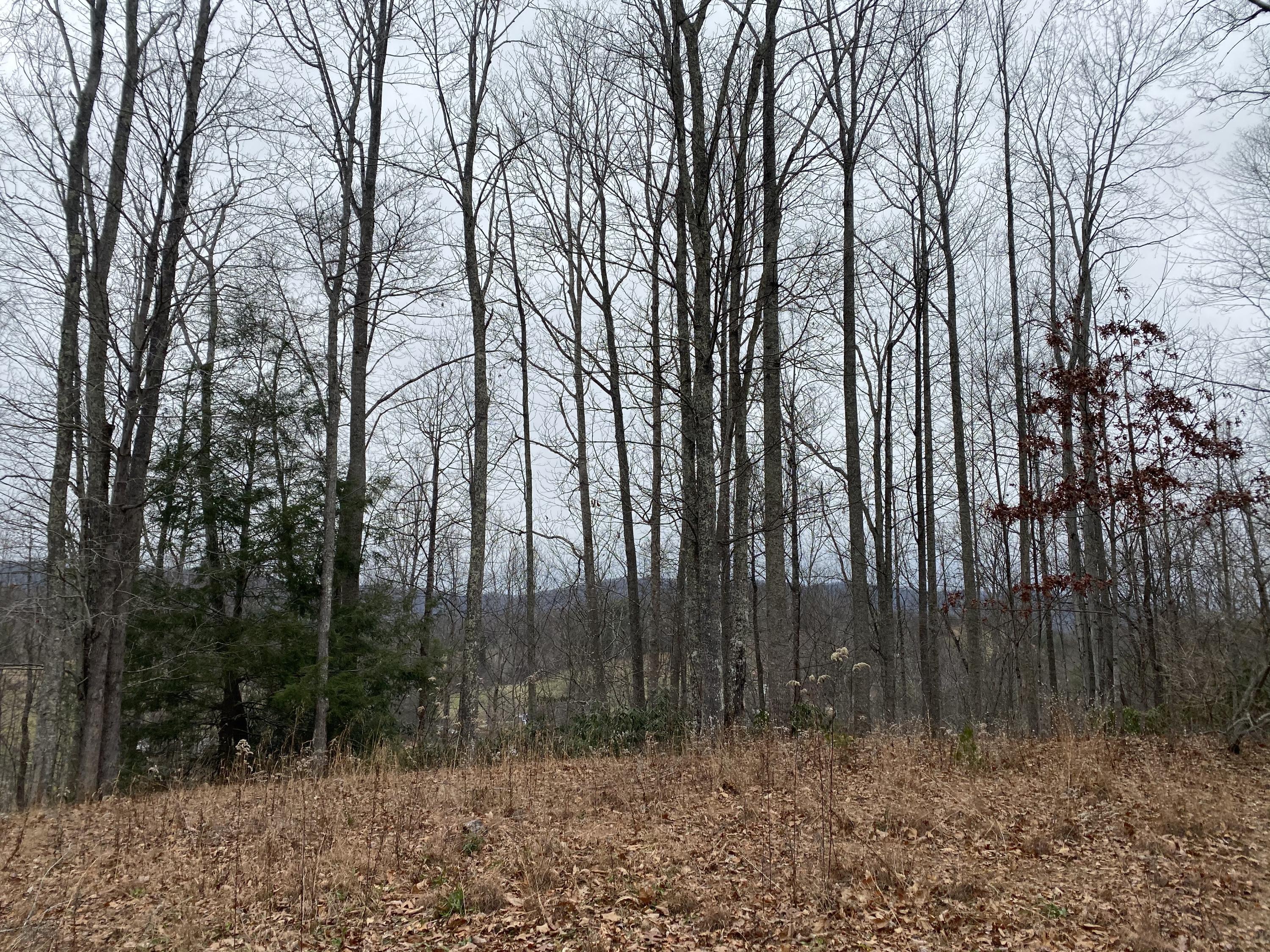 518 Ray Simerly Road, Unit 1 Hampton, TN 37658 - Photo 4 of 8 4