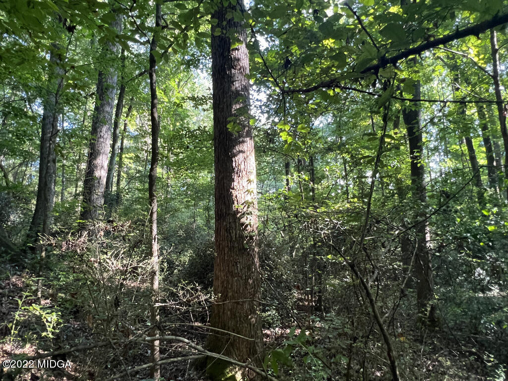 6948 Colaparchee Road Macon, GA 31220 - Photo 6 of 15 a view of a forest with trees
