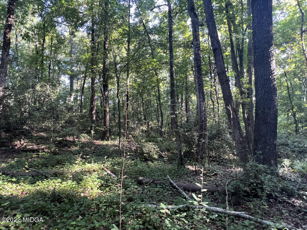 6948 Colaparchee Road Macon, GA 31220 - Photo 7 of 15 a view of forest
