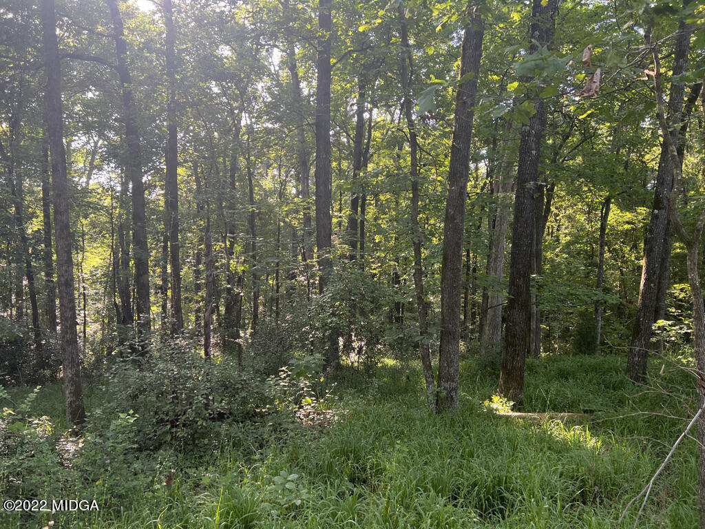 6948 Colaparchee Road Macon, GA 31220 - Photo 9 of 15 a view of forest