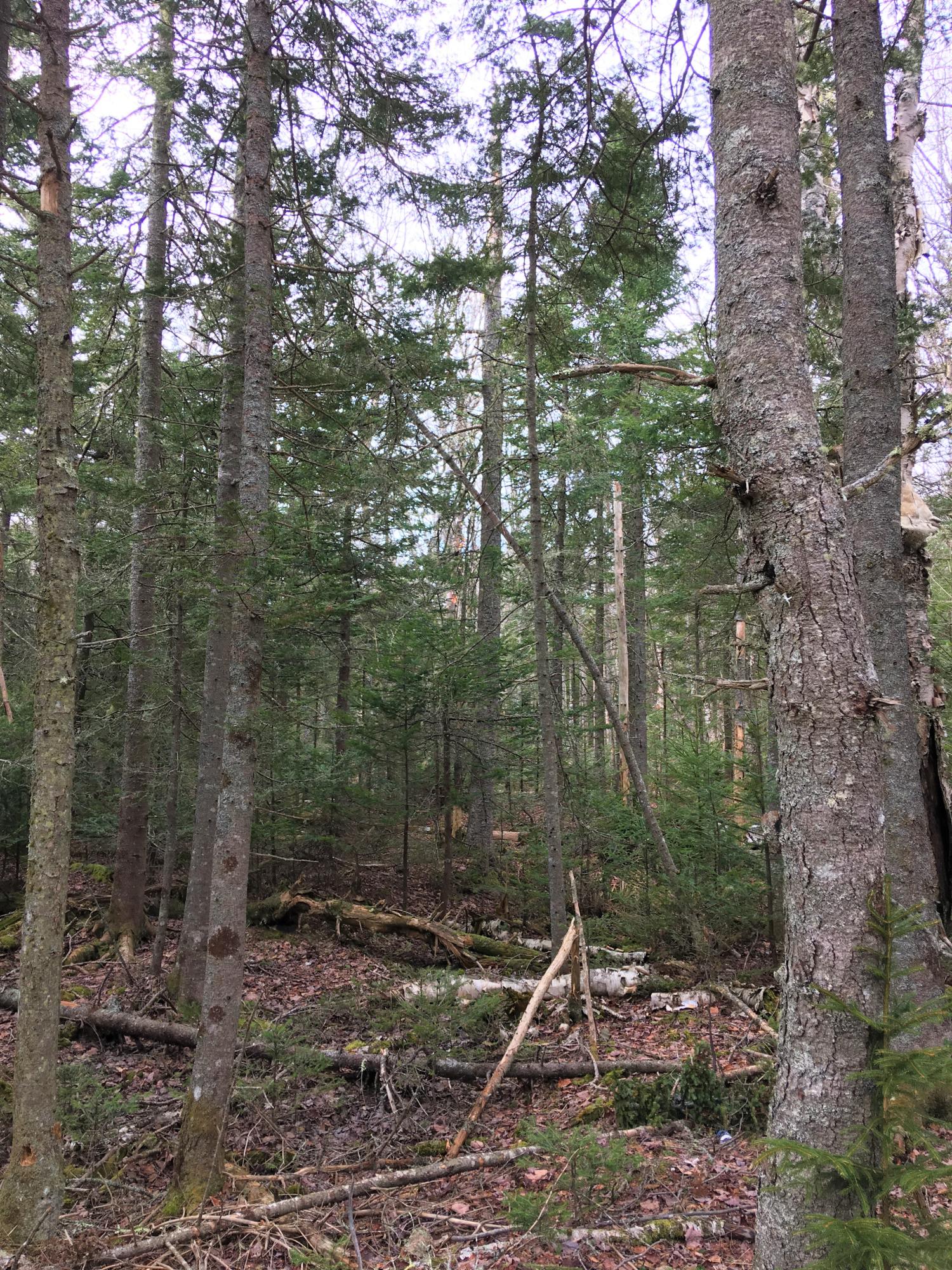 0 Pineo Point Road Harrington, ME 04643 - Photo 17 of 39 IMG_4161