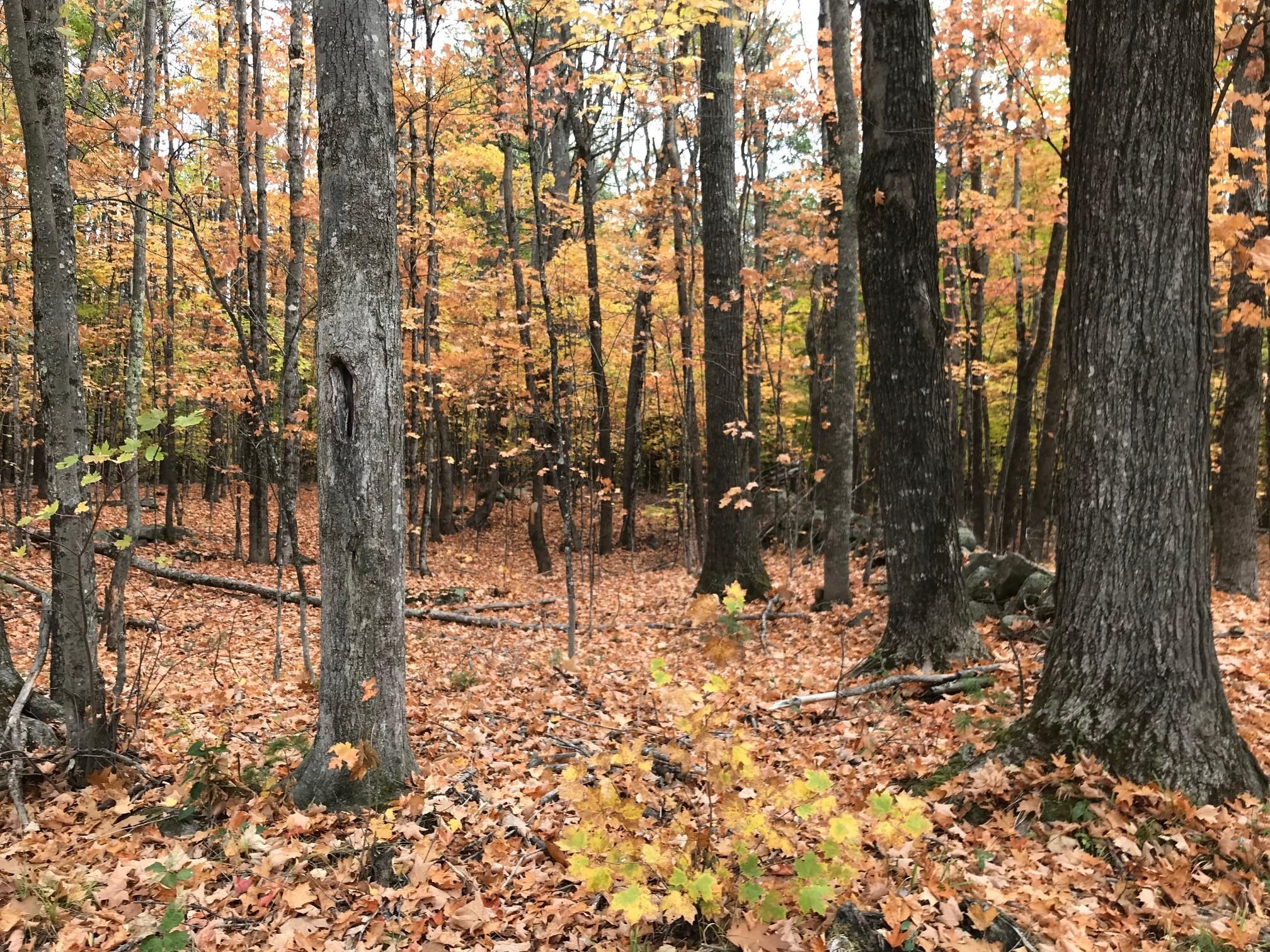 0 Spring Road West Newfield, ME 04095 - Photo 7 of 17 3