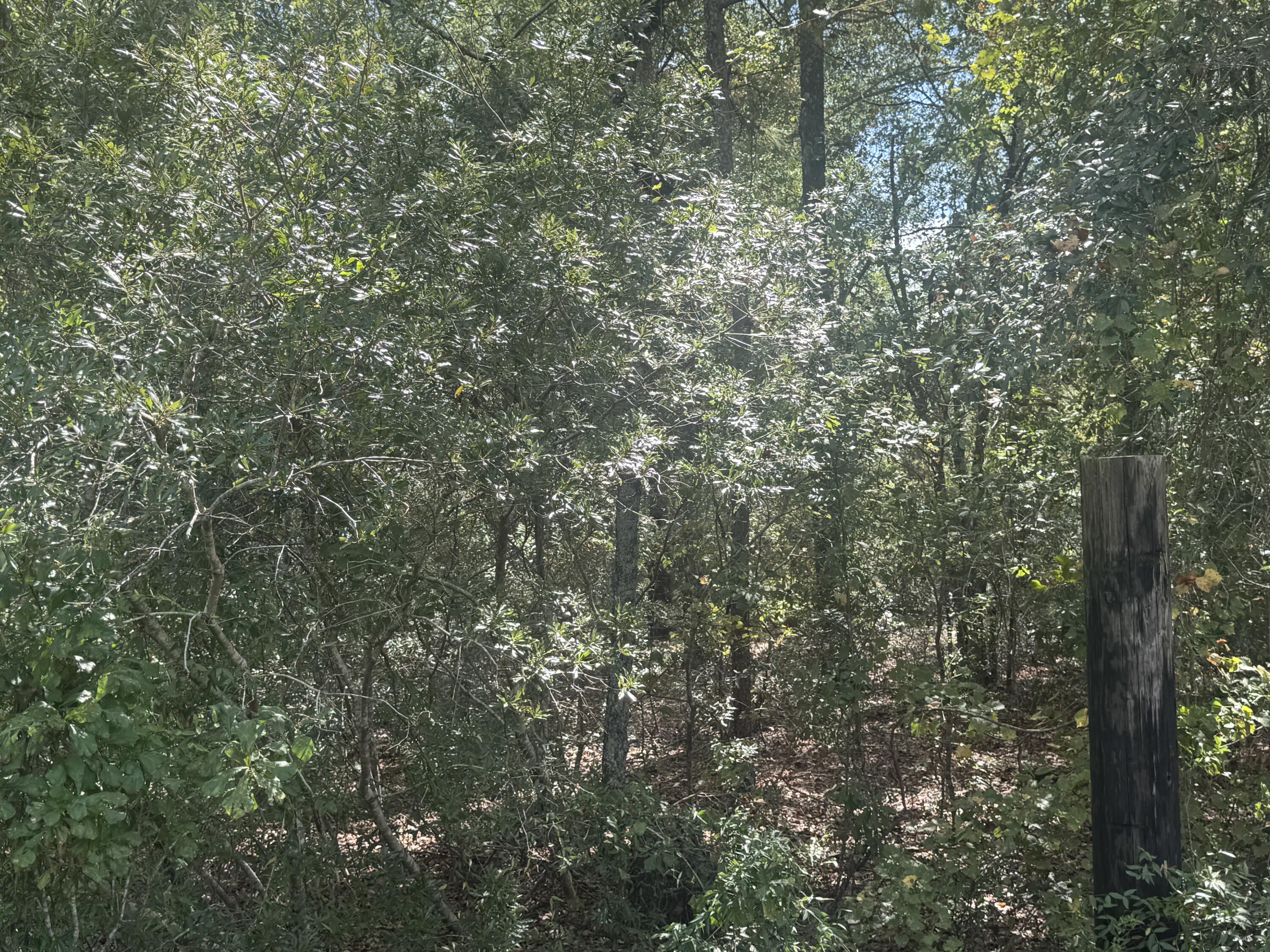 1571-1651 State Rd S-38-1206 North, SC 29112 - Photo 4 of 5