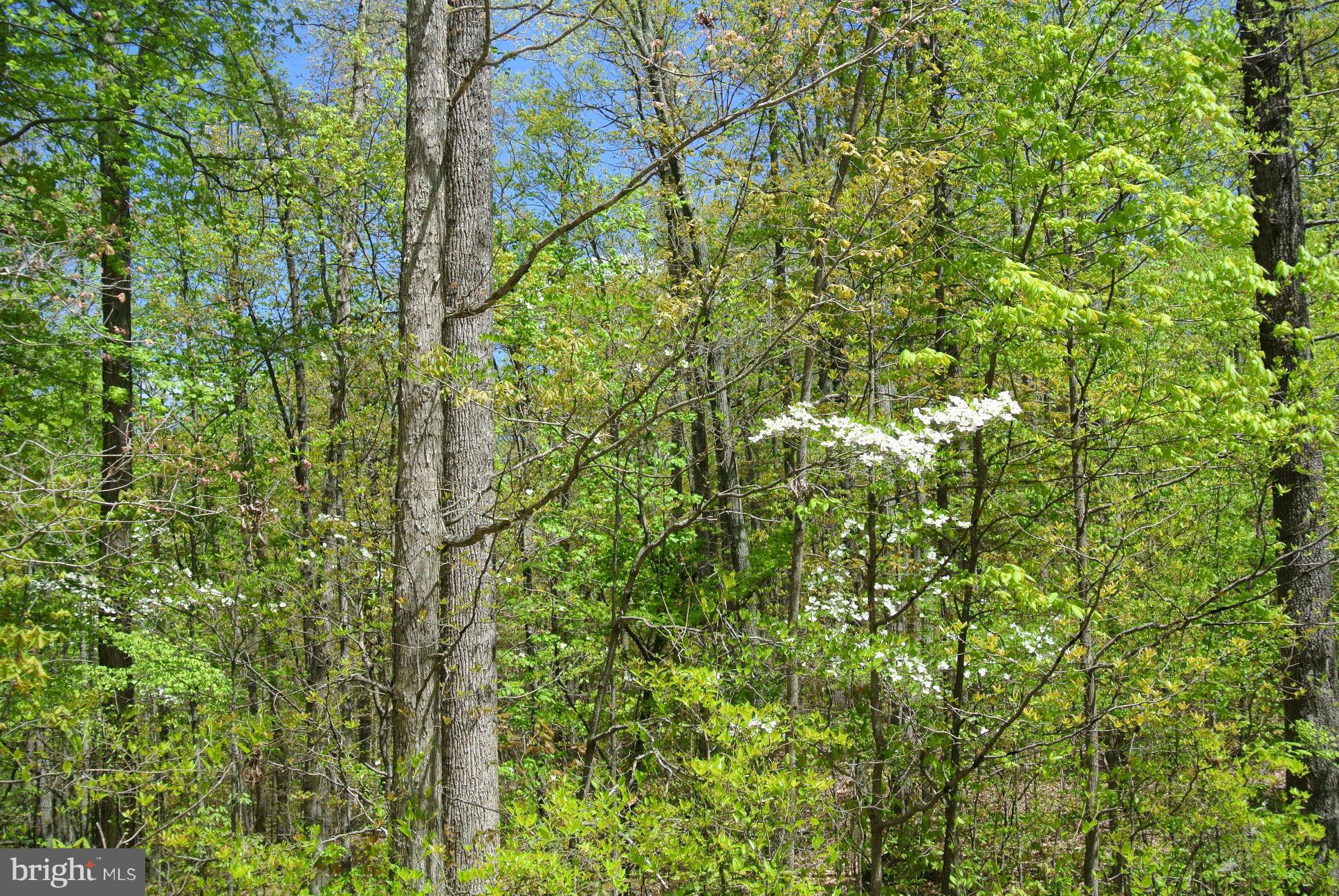 7 Alum Springs Road Rixeyville, VA 22737 - Photo 3 of 12 Winter mountain views or when clear for house