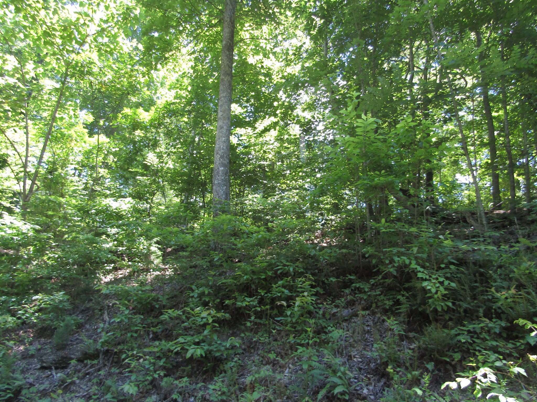 5 Simple Life Road Hilham, TN 38568 - Photo 1 of 8 Gallery Image 1