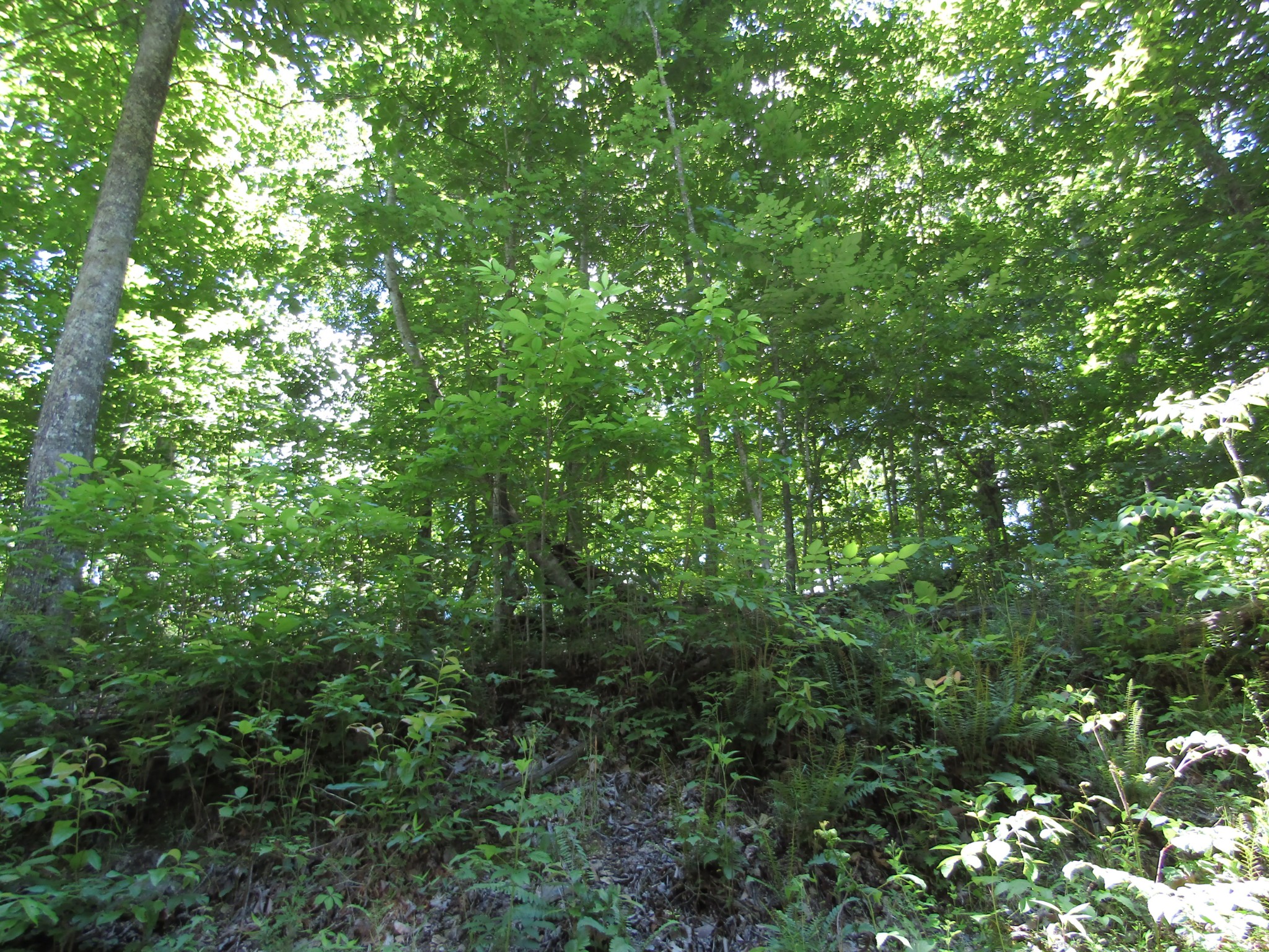 5 Simple Life Road Hilham, TN 38568 - Photo 3 of 8 Gallery Image 3