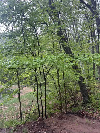 $7,800 | Tbd Powderhorn Drive, Randall, MN 56475