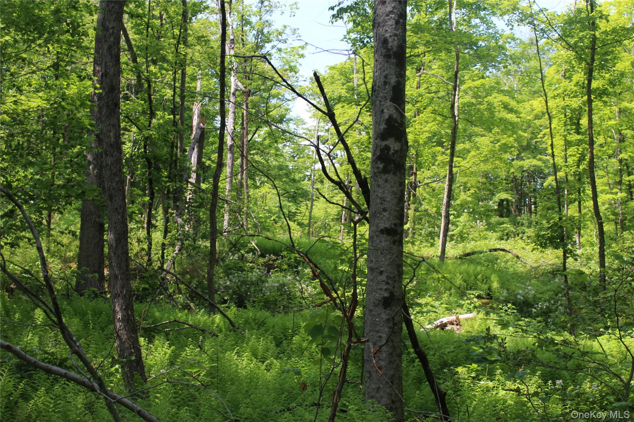 624 County Road Fremont Center, NY 12736 - Photo 17 of 40 Wooded lot featuring mature trees, abundant foliage, and natural ground cover